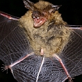 Long-eared bat caught by a harp trap in Pandanus forest in the Centenary Lakes<br />Canon KDX + EFS60 Macro